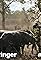 Outback Ringer's primary photo
