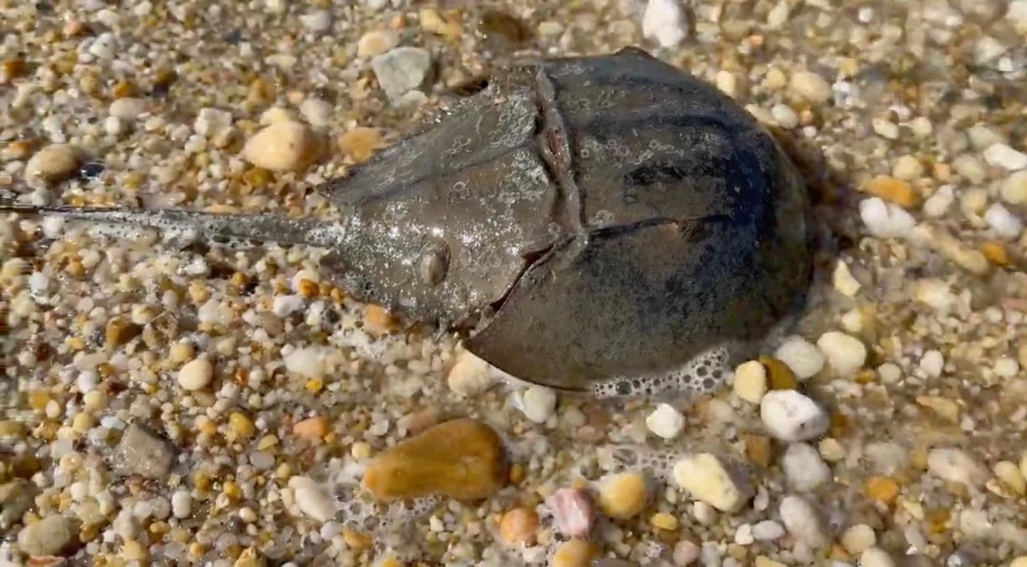 Karma of the HorseShoe Crabs