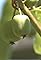 UNH-COLSA/Tuttle series: Kiwis's primary photo
