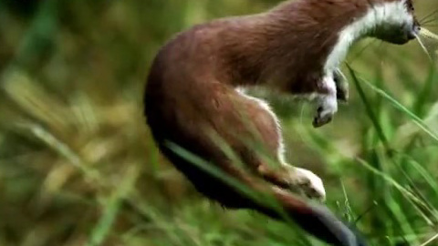 その他 NATURE: The Mighty Weasel [DVD] Amazon.com: NATURE: The Mighty Weasel : n/a, Hannah Ward