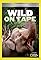 Wild on Tape's primary photo