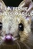 Primary photo for Quoll Farm Primary photo for Quoll Farm