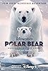 Primary photo for Polar Bear Primary photo for Polar Bear