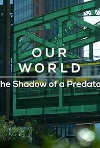 Primary photo for The Shadow of a Predator