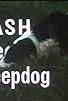 Primary photo for Flash the Sheepdog Primary photo for Flash the Sheepdog