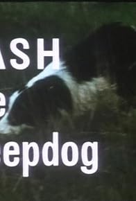Primary photo for Flash the Sheepdog Primary photo for Flash the Sheepdog