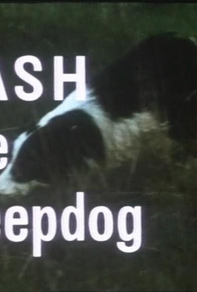 Primary photo for Flash the Sheepdog Primary photo for Flash the Sheepdog