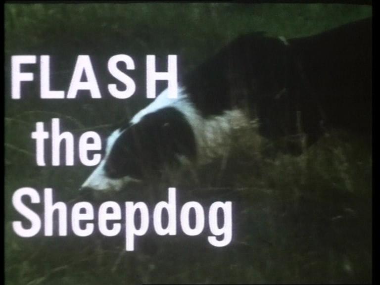Flash the Sheepdog