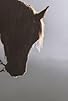 Primary photo for Equus: Story of the Horse: Chasing the Wind Primary photo for Equus: Story of the Horse: Chasing the Wind