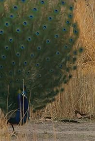 Primary photo for The Tale of the Peacock and the Tiger