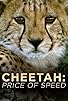 Primary photo for Cheetah: The Price of Speed Primary photo for Cheetah: The Price of Speed
