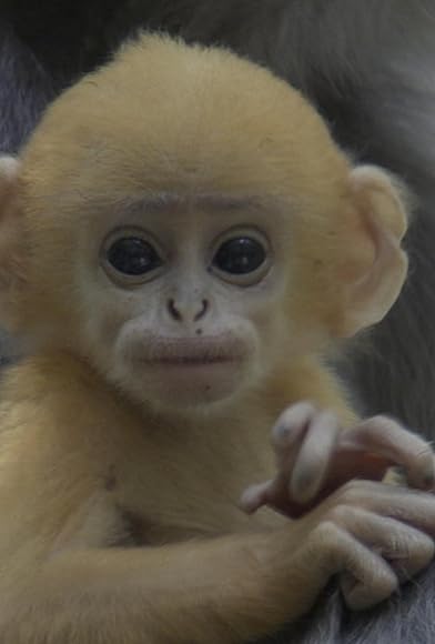 Primary photo for Primates Primary photo for Primates