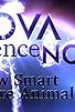 Primary photo for Nova Science Now: How Smart Are Animals? Primary photo for Nova Science Now: How Smart Are Animals?
