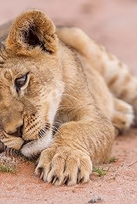 Primary photo for Baby Animals in the Wild