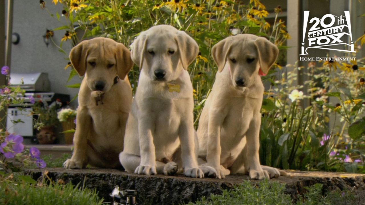 Marley & Me: The Puppy Years (Video 2011) - IMDb