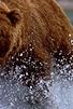 Primary photo for Walking with Giants: The Grizzlies of Siberia