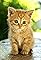 Pet Babies's primary photo