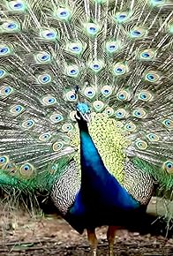 Primary photo for Beauty