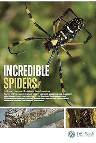 Primary photo for Incredible Spiders