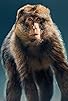 Primary photo for Macaque