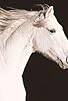 Primary photo for Equus: Story of the Horse: Origins Primary photo for Equus: Story of the Horse: Origins