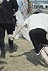 Primary photo for Parsifal's Dance