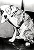 Primary photo for Pete the Dog Primary photo for Pete the Dog