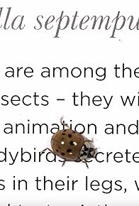 Primary photo for The Lady Beetle
