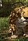 The Sabre Tooth Cat's primary photo