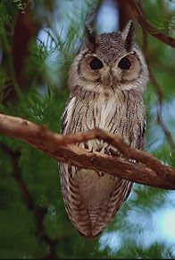 Primary photo for Home Sweet Home / Life is a Hoot