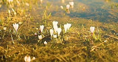 पोस्टर देखें