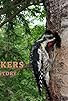 Primary photo for Woodpeckers: The Hole Story