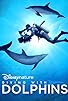 Primary photo for Diving with Dolphins Primary photo for Diving with Dolphins