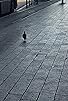 Primary photo for Posoning Pigeons at the Statue