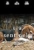 Primary photo for Sentinels