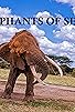 Primary photo for The Elephants of Selenkay Primary photo for The Elephants of Selenkay