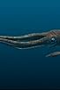 Primary photo for Giant Squid Found