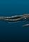 Giant Squid Found's primary photo