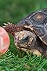 Primary photo for The Great Bouncy Ball Hunt