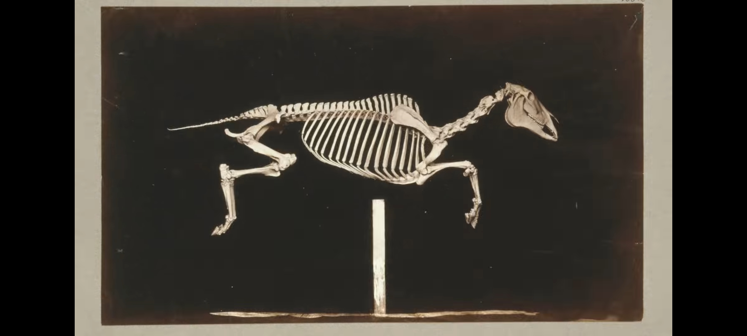 Skeleton of Horse (Short 1881) - IMDb