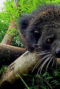 Primary photo for Feisty Baby Bear