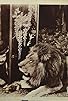 Primary photo for Leaping Lions and Jailbirds Primary photo for Leaping Lions and Jailbirds