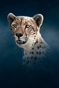 Primary photo for Cheetah