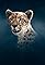 Cheetah's primary photo