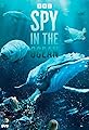 Spy in the Ocean's primary photo