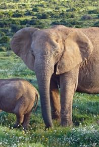 Primary photo for Beaver Valley/Cameras in Africa