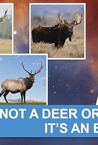 Primary photo for Elk: It's Not a Deer or a Moose. It's an Elk
