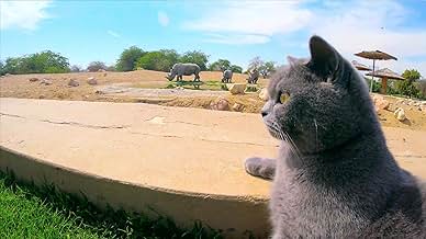 पोस्टर देखें