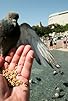 Primary photo for Feeding Pigeons