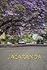 Primary photo for Jacaranda Primary photo for Jacaranda
